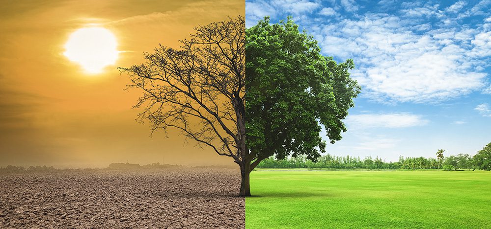 5 HUGE Reasons Why Trees So Important Success Resources